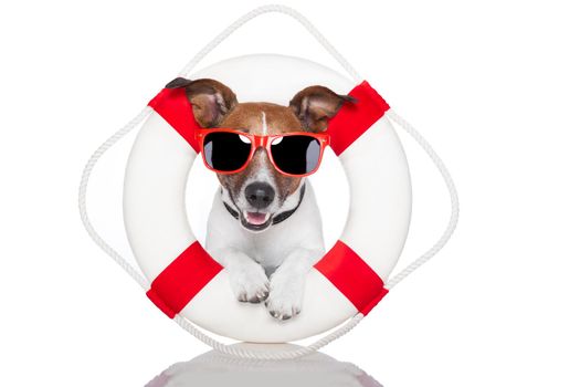 dog with red and white lifesaver and a hat