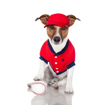 baseball dog with a baseball and a red cap