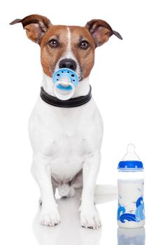 dog as baby with milk bottle and pacifier