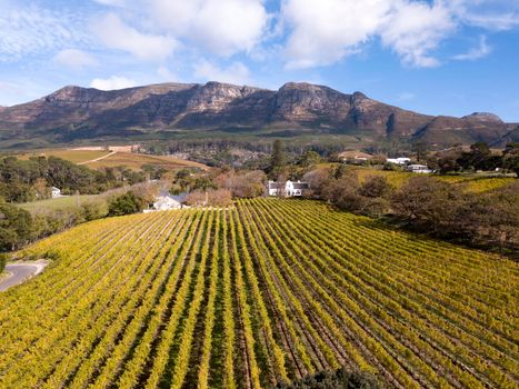Aerial of a wine farm in Cape Town, South Africa