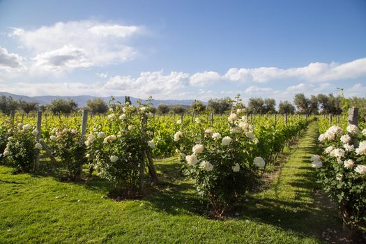 Beautiful green vineyard in Mendoza Region in Argentina