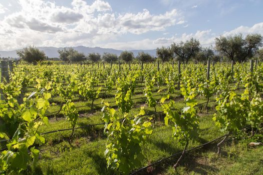 Beautiful green vineyard in Mendoza Region in Argentina