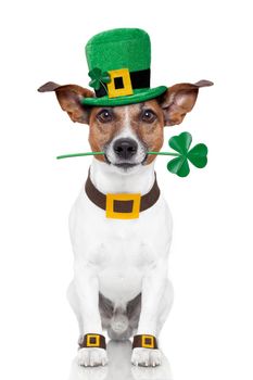 st. patrick's day dog with a clover