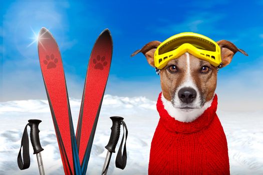 winter dog ski snow