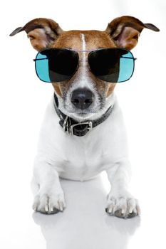 dog sunglasses funny