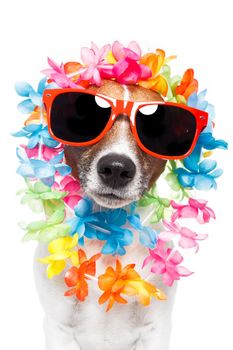 funny dog  hawaiian  lei and sunglasses