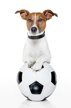 dog with a white soccer ball
