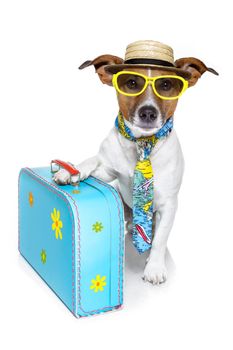 vacation tourist dog