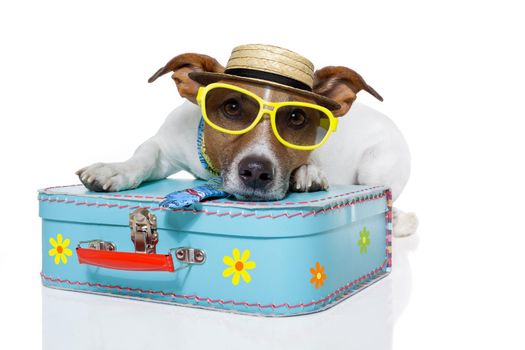 vacation tourist dog