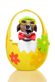 dog in colorful easter egg