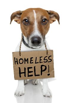homeless dog cardboard