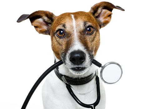 medical doctor dog