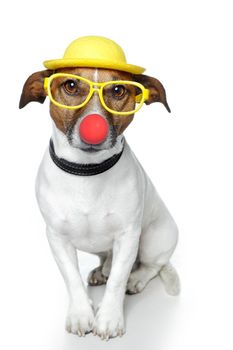funny dog nose hat glasses