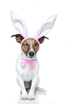 bunny dog easter