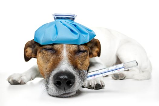 sick dog fever pain