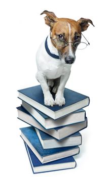 dog book stack