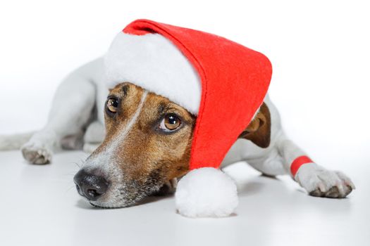 christmas dog santa