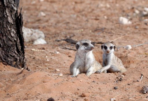 Cute Meerkat in South African park in Kalahari desert Cute Meerkats in South African park in Kalahari desert