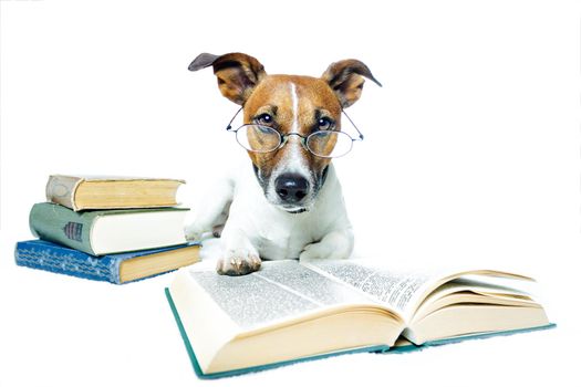 dog reading book