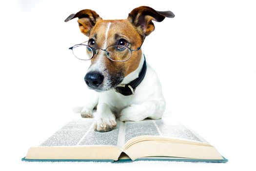dog reading book