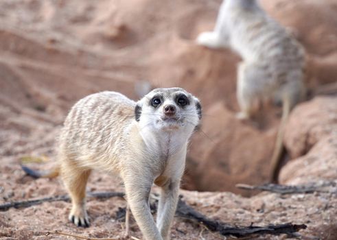 Cute Meerkat in South African park in Kalahari desert