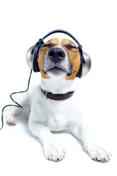 DOG LISTENING TO MUSIC