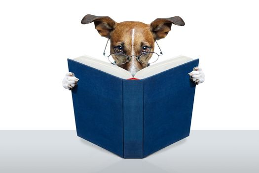 reading a book dog