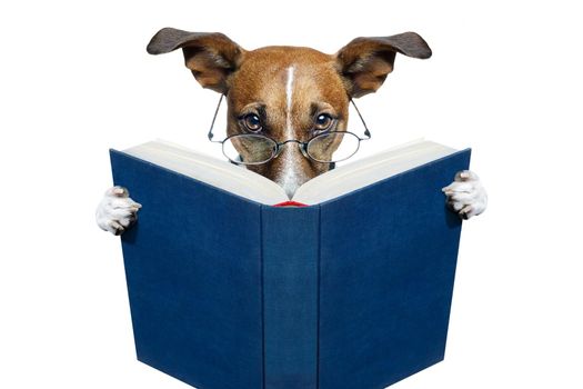 reading a book dog