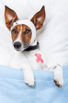 Sick dog with bandages lying on bed
