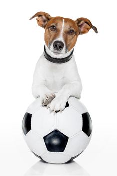 dog with a white soccer ball