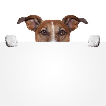 placeholder banner dog