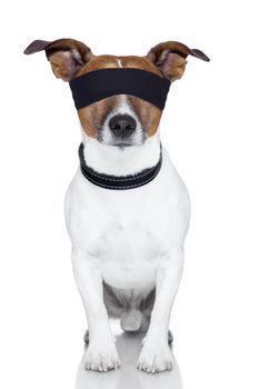 blindfold dog covering both  eyes