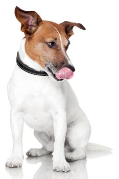 hungry dog licking tongue