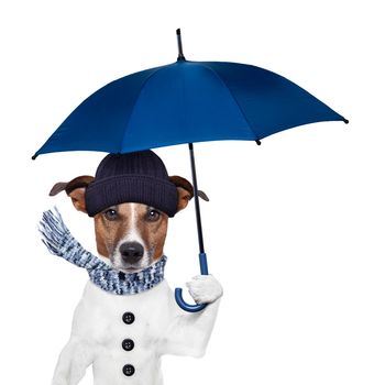 rain umbrella winter dog