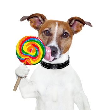 candy lollypop  licking  dog