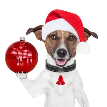 santa dog with  christmas ball on paw and bell