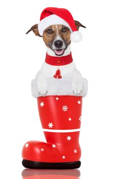 santa christmas dog in a red boot