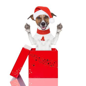 surprise christmas dog in a red  box
