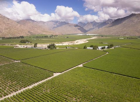 Aerial over a grape vineyard