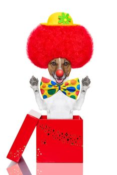 clown dog with red wig and hat jumping out of the box