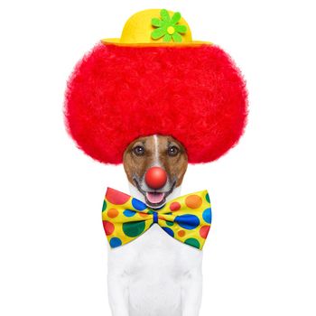 clown dog with red wig and nose with hat