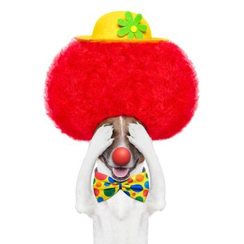 clown dog with red wig and hat hiding and covering both eyes