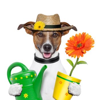 gardener dog with flowers and yellow pot