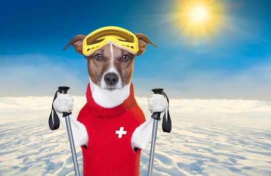 snow skiing dog with red wool sweater