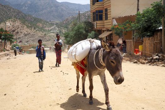 Alitena, Ethiopia - 4 June 2019 : Donkeys are still used for daily transport in many developing countries.