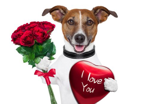 valentine dog  with a bunch of  red  roses and a red present box