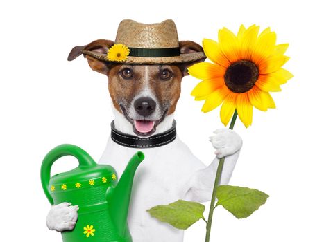 gardener dog with a big sunflower and a can