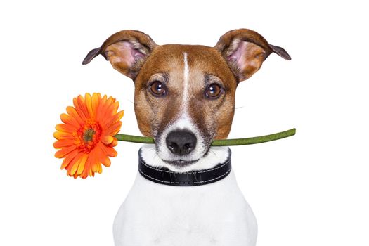 dog holding a gerbera flower on his mouth