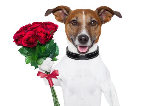 valentine dog  with a bunch of  red  roses