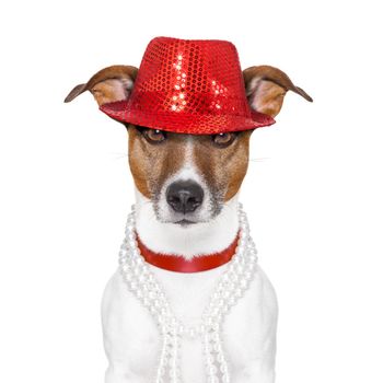 funny and crazy looking dog with fancy red hat and  big  perls collar